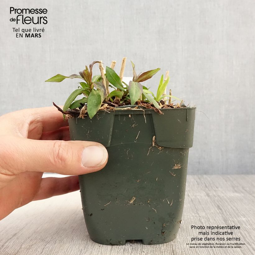 Exemplaar van Phlox paniculata Peppermint Twist - Vlambloem Kweekpotje van 8/9 cm zoals geleverd in de lente