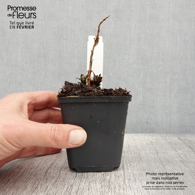 Exemplaar van Phlox paniculata Pink Eye Flame - Vlambloem Kweekpotje van 8/9 cm zoals geleverd in de winter