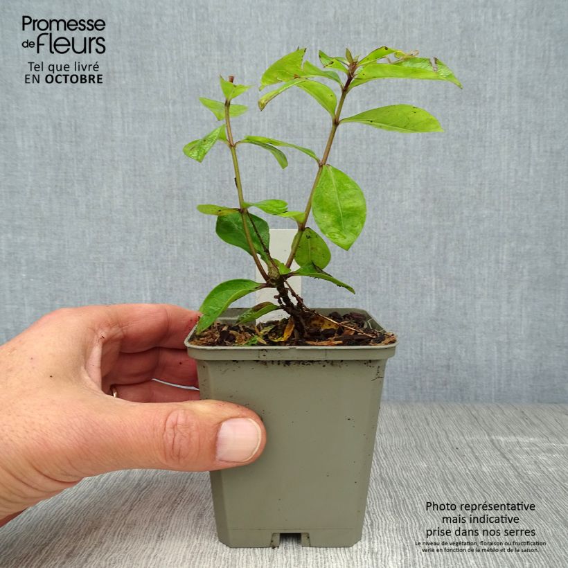 Exemplaar van Phlox paniculata Purple Eye Flame - Vlambloem Kweekpotje van 8/9 cm zoals geleverd in de herfst