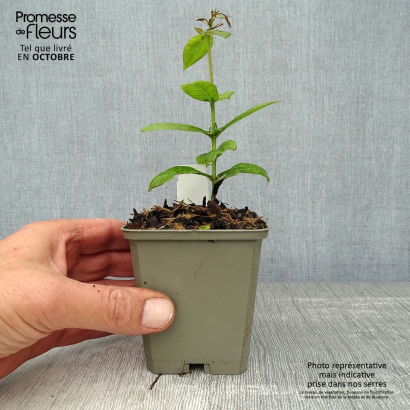 Exemplaar van Phlox paniculata Purple Flame - Vlambloem Kweekpotje van 8/9 cm zoals geleverd in de herfst