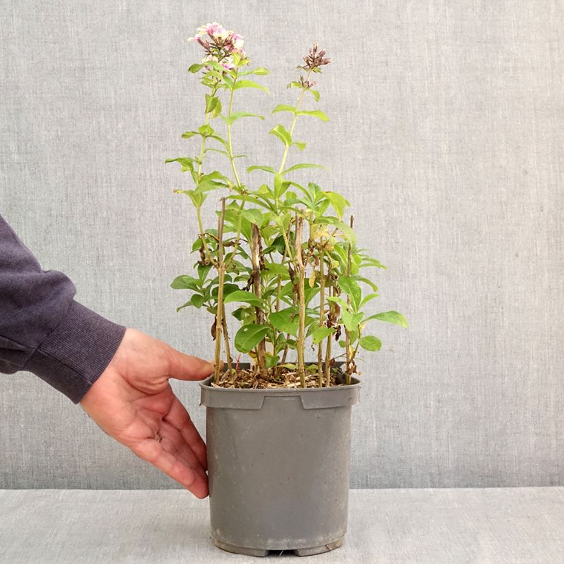 Exemplaar van Phlox paniculata Sherbet Blend - Vlambloem Pot van 2 l/3 l zoals geleverd in de herfst