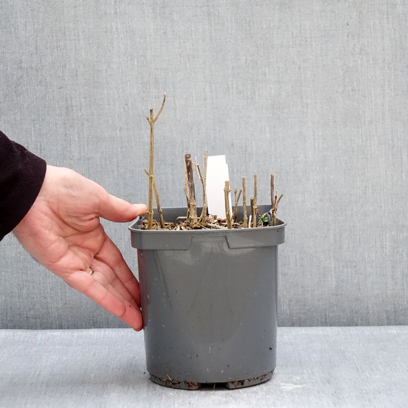 Exemplaar van Phlox paniculata Sherbet Blend - Vlambloem Pot van 2 l/3 l zoals geleverd in de winter