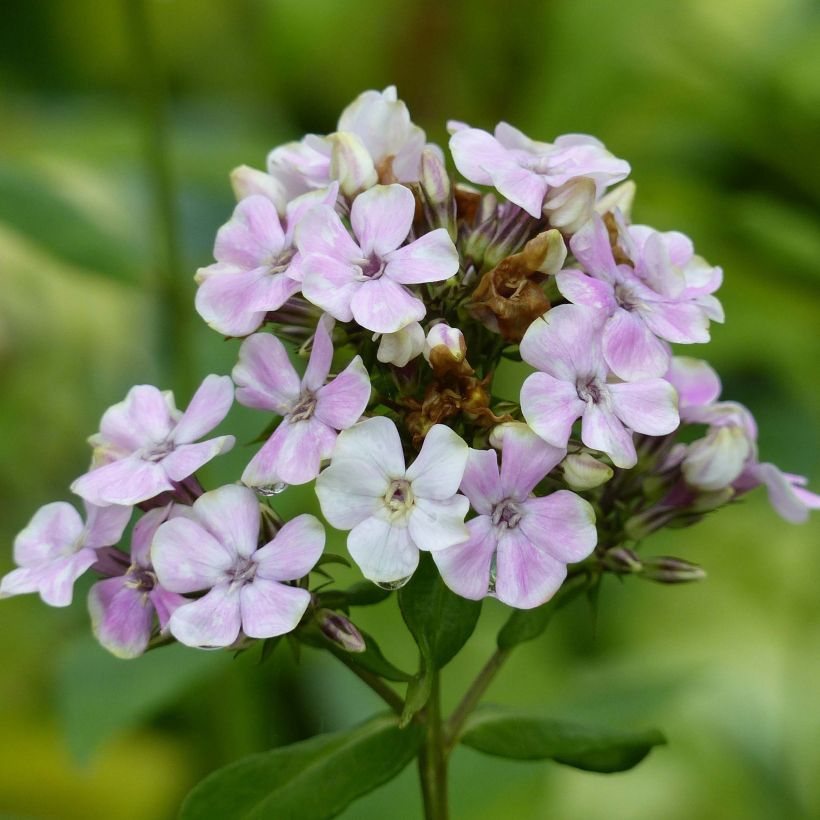 Phlox paniculata Sherbet Cocktail - Vlambloem (Bloei)