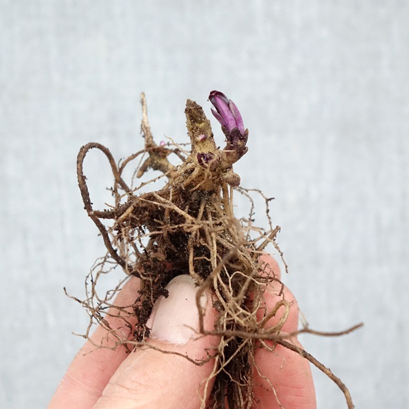 Exemplaar van Phlox paniculata Starfire - Vlambloem Naakte wortel zoals geleverd in de winter