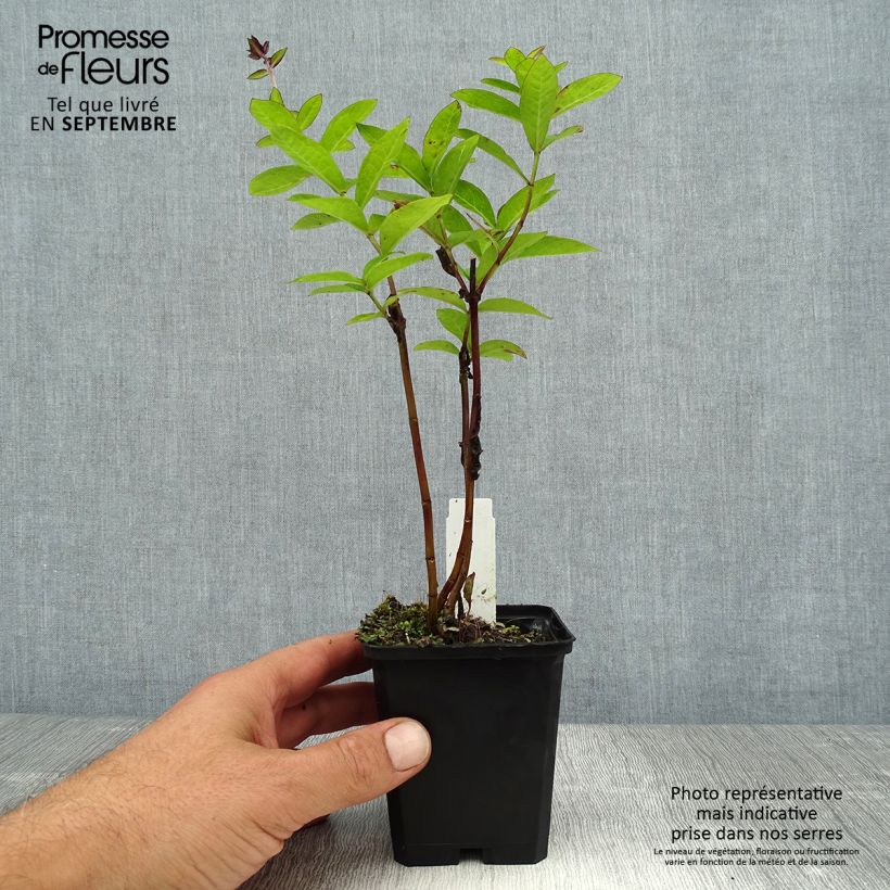 Exemplaar van Phlox paniculata The King - Vlambloem Kweekpotje van 8/9 cm zoals geleverd in de zomer