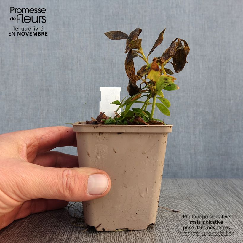 Exemplaar van Phlox paniculata Tiara - Vlambloem Kweekpotje van 8/9 cm zoals geleverd in de herfst