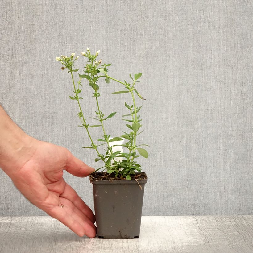 Exemplaar van Phlox paniculata Tiara - Vlambloem Kweekpotje van 8/9 cm zoals geleverd in de zomer