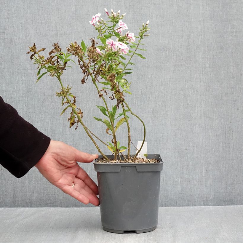 Exemplaar van Phlox paniculata Twister - Vlambloem Pot van 2 l/3 l zoals geleverd in de herfst