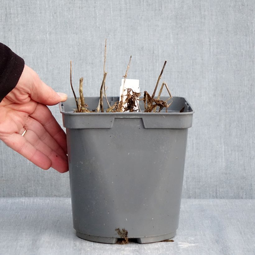 Exemplaar van Phlox paniculata Twister - Vlambloem Pot van 2 l/3 l zoals geleverd in de winter