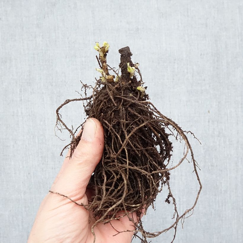 Exemplaar van Phlox paniculata Twister - Vlambloem Naakte wortel zoals geleverd in de winter