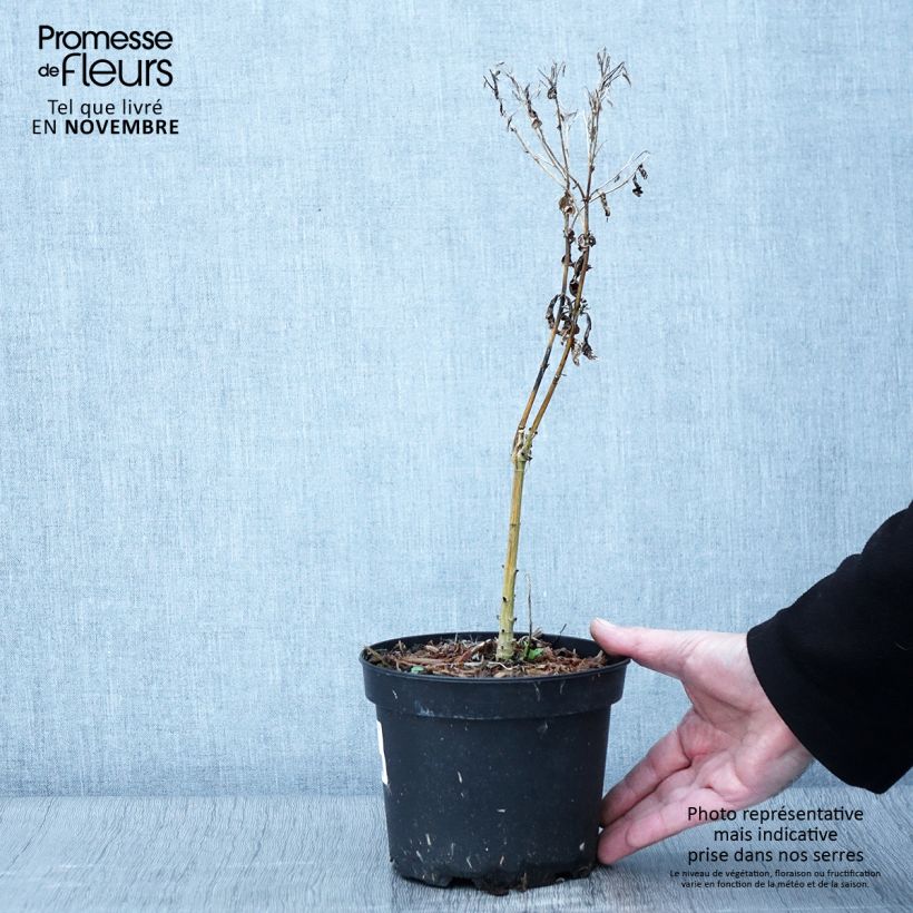 Exemplaar van Phlox paniculata Uspech Pot de 2L/3L zoals geleverd in de herfst