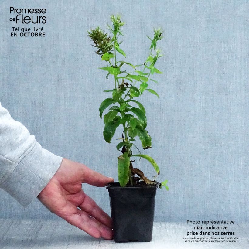 Exemplaar van Phlox paniculata Windsor - Vlambloem Kweekpotje van 7/8 cm zoals geleverd in de herfst