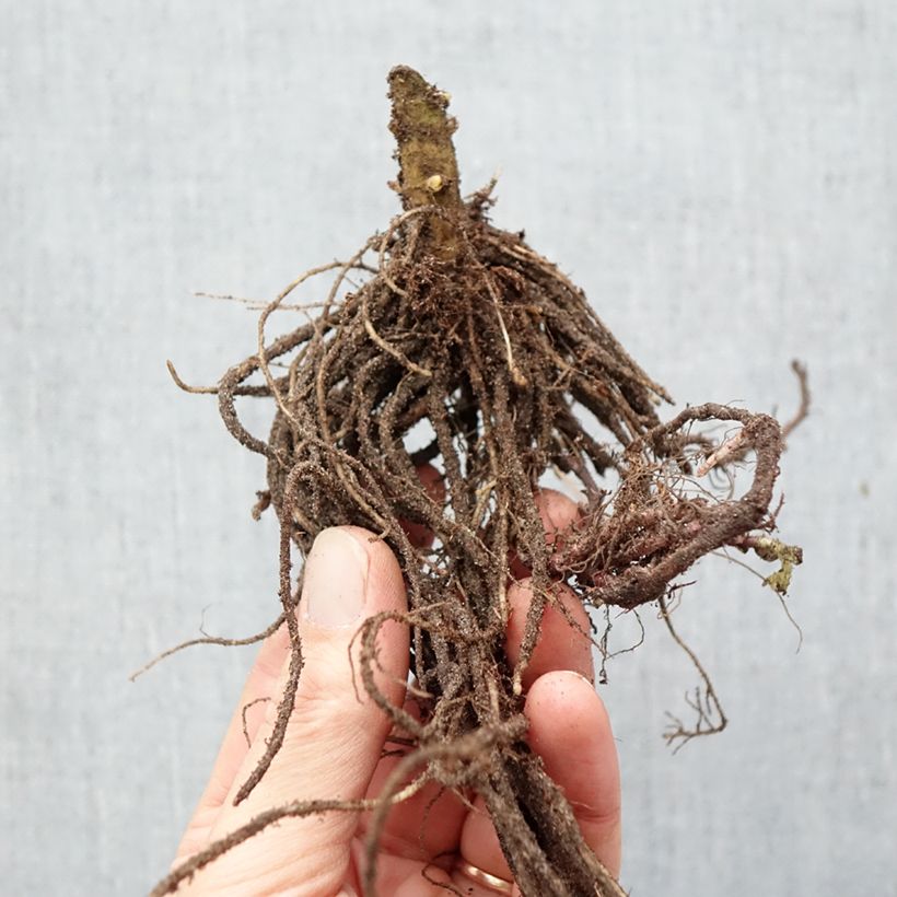 Exemplaar van Phlox paniculata Windsor - Vlambloem Naakte wortel zoals geleverd in de winter