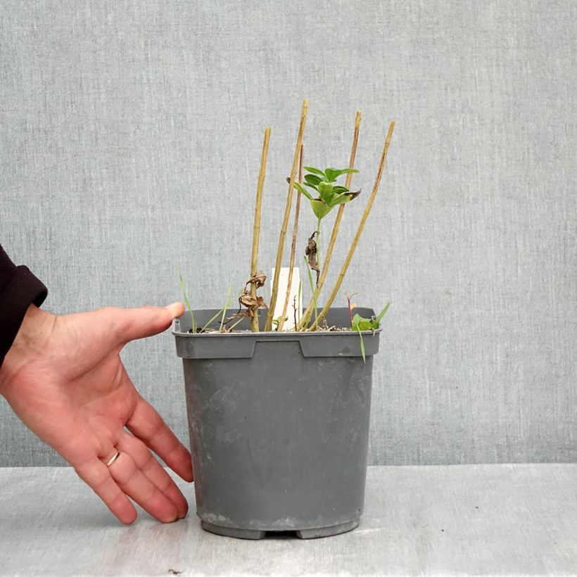 Exemplaar van Phlox paniculata Younique Bicolor - Vlambloem Pot van 2 l/3 l zoals geleverd in de herfst
