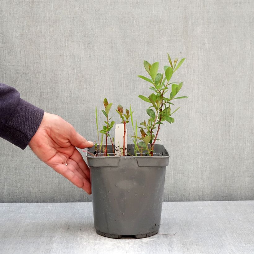 Exemplaar van Phlox paniculata Younique Bicolor - Vlambloem Pot van 2 l/3 l zoals geleverd in de lente