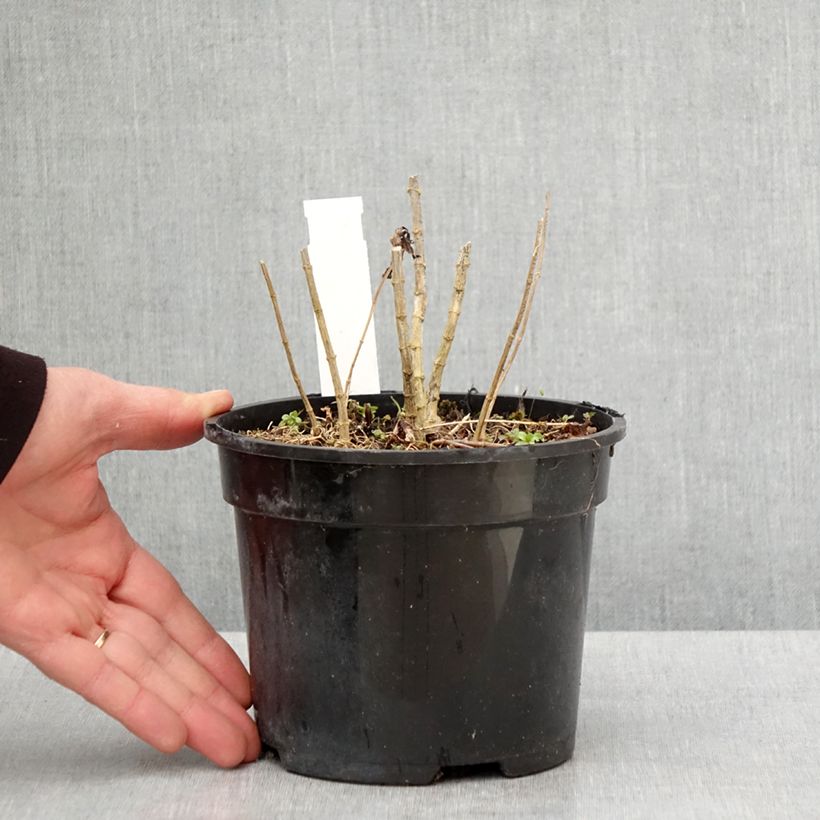 Exemplaar van Phlox paniculata Younique Cerise - Vlambloem Pot van 2 l/3 l zoals geleverd in de lente