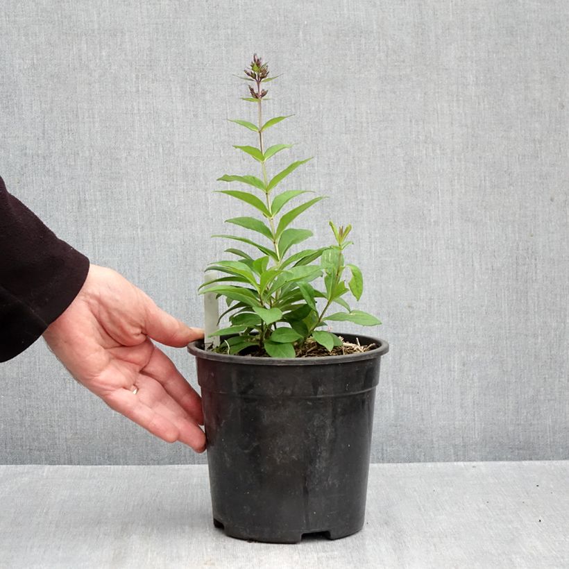 Exemplaar van Phlox paniculata Younique Old Blue - Vlambloem Pot van 2 l/3 l zoals geleverd in de herfst