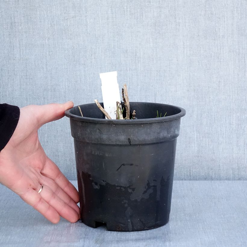 Exemplaar van Phlox paniculata Younique Old Pink - Vlambloem Pot van 2 l/3 l zoals geleverd in de winter