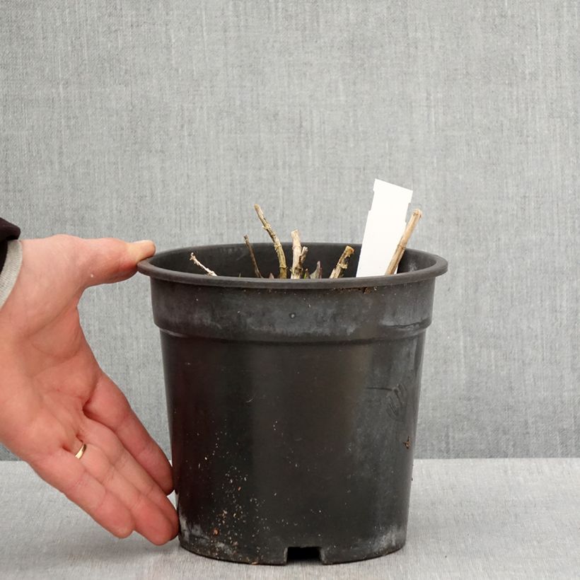 Exemplaar van Phlox paniculata Younique Old Pink - Vlambloem Pot van 2 l/3 l zoals geleverd in de lente