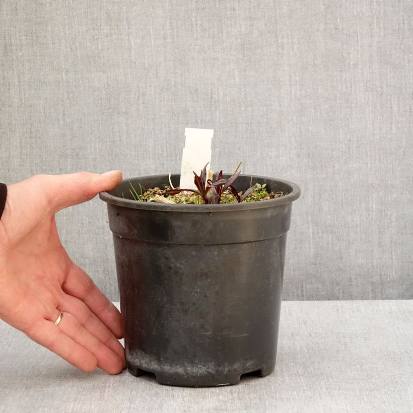 Exemplaar van Phlox paniculata Younique Old Purple - Vlambloem Pot van 2 l/3 l zoals geleverd in de lente