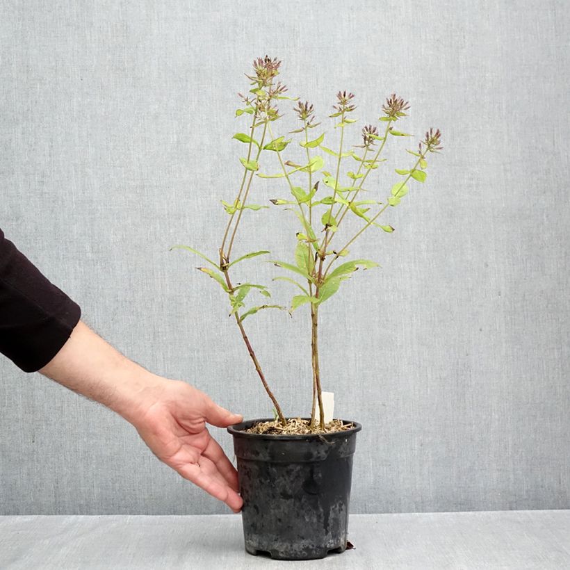 Exemplaar van Phlox paniculata Younique Orange - Vlambloem Pot van 2 l/3 l zoals geleverd in de herfst