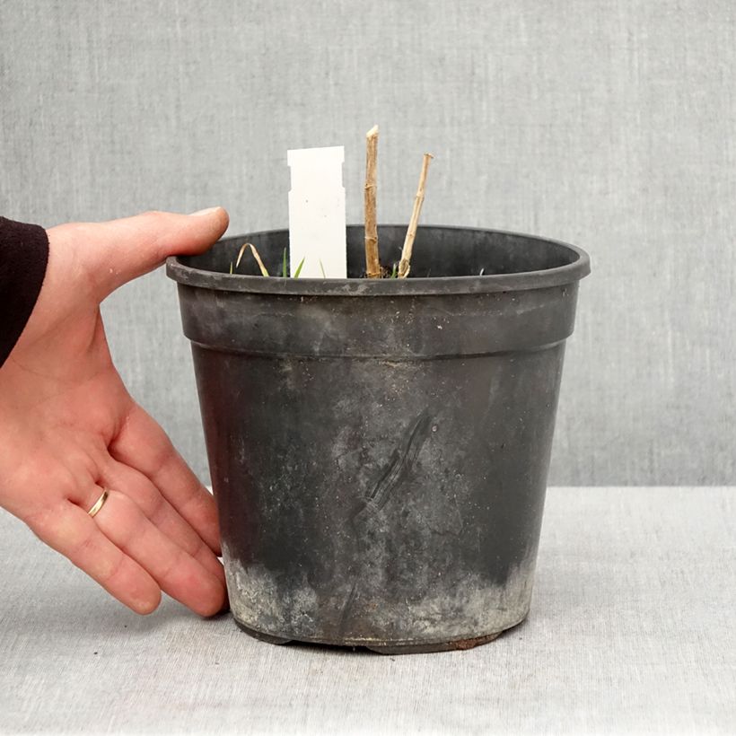 Exemplaar van Phlox paniculata Younique Orange - Vlambloem Pot van 2 l/3 l zoals geleverd in de lente