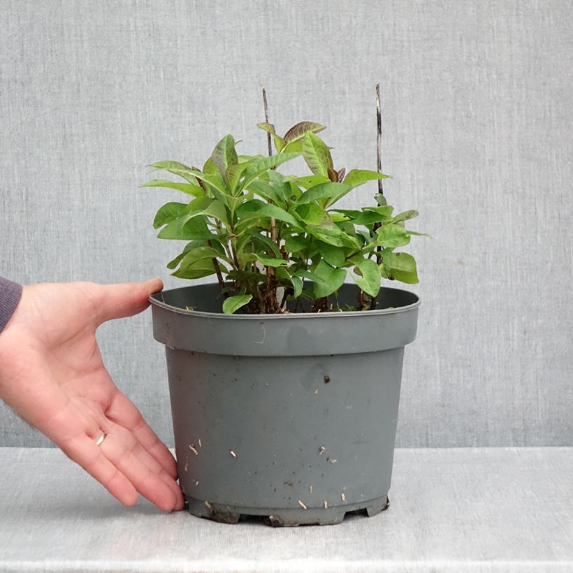 Exemplaar van Phlox paniculata Younique Rood - Vlambloem Pot van 2 l/3 l zoals geleverd in de herfst