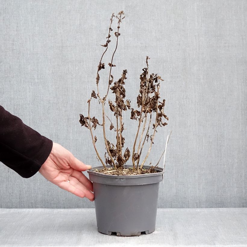 Exemplaar van Phlox paniculata Younique Rood - Vlambloem Pot van 2 l/3 l zoals geleverd in de winter