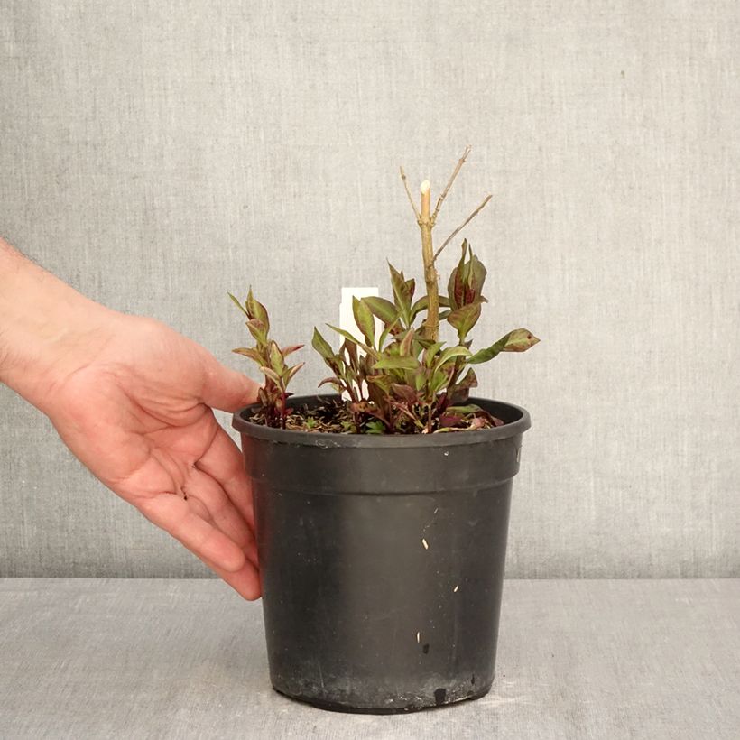 Exemplaar van Phlox paniculata Younique Rood - Vlambloem Pot van 2 l/3 l zoals geleverd in de lente