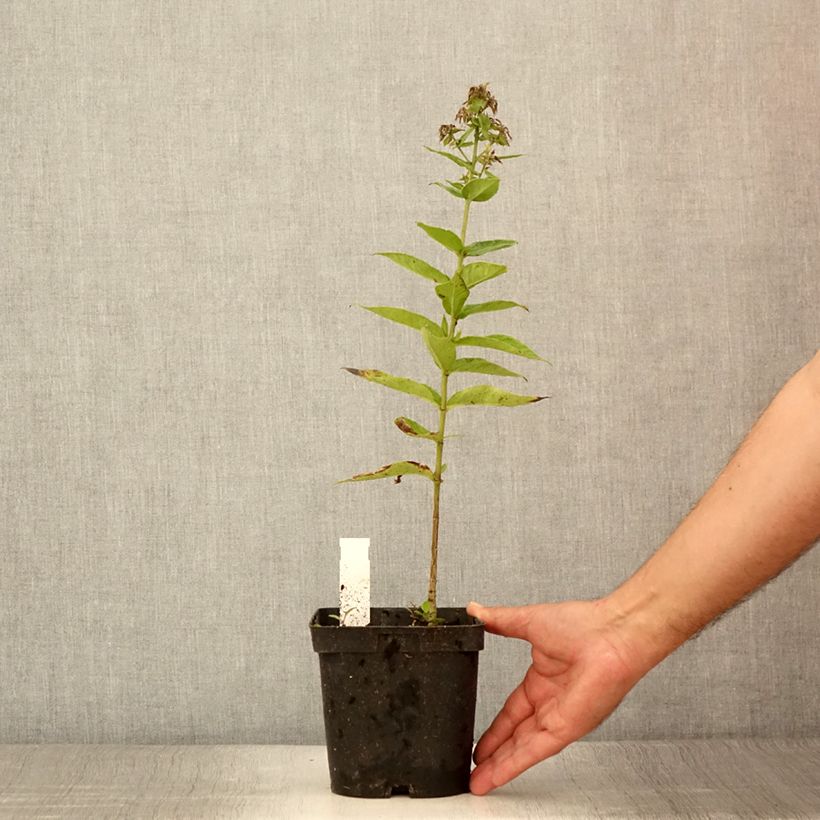 Exemplaar van Phlox paniculata Younique Trendy - Vlambloem Pot van 2 l/3 l zoals geleverd in de zomer