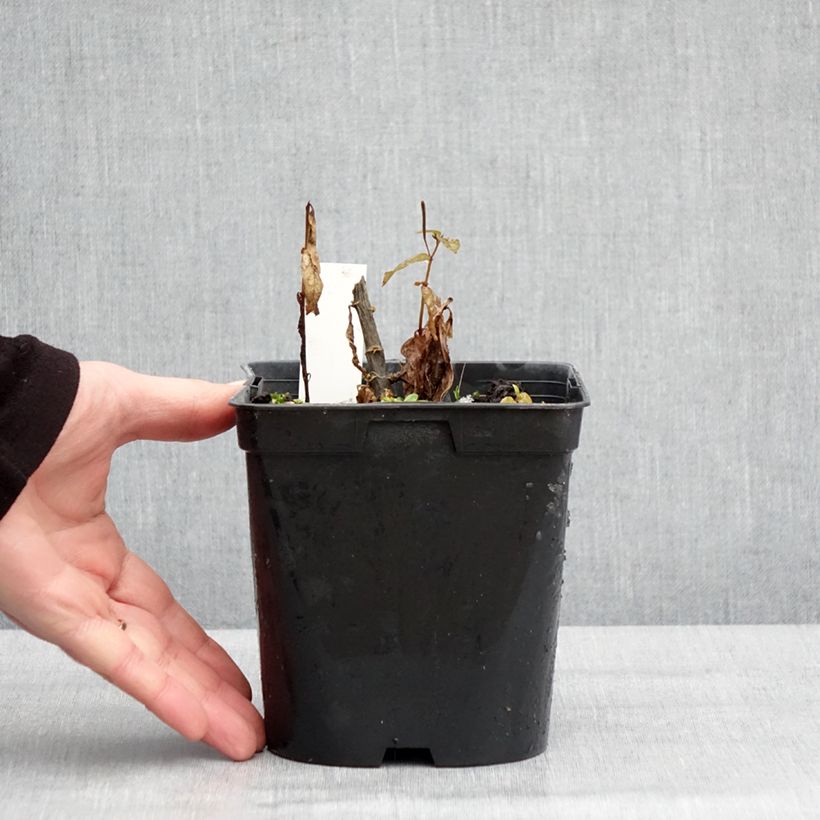 Exemplaar van Phlox paniculata Younique Trendy - Vlambloem Pot van 2 l/3 l zoals geleverd in de winter