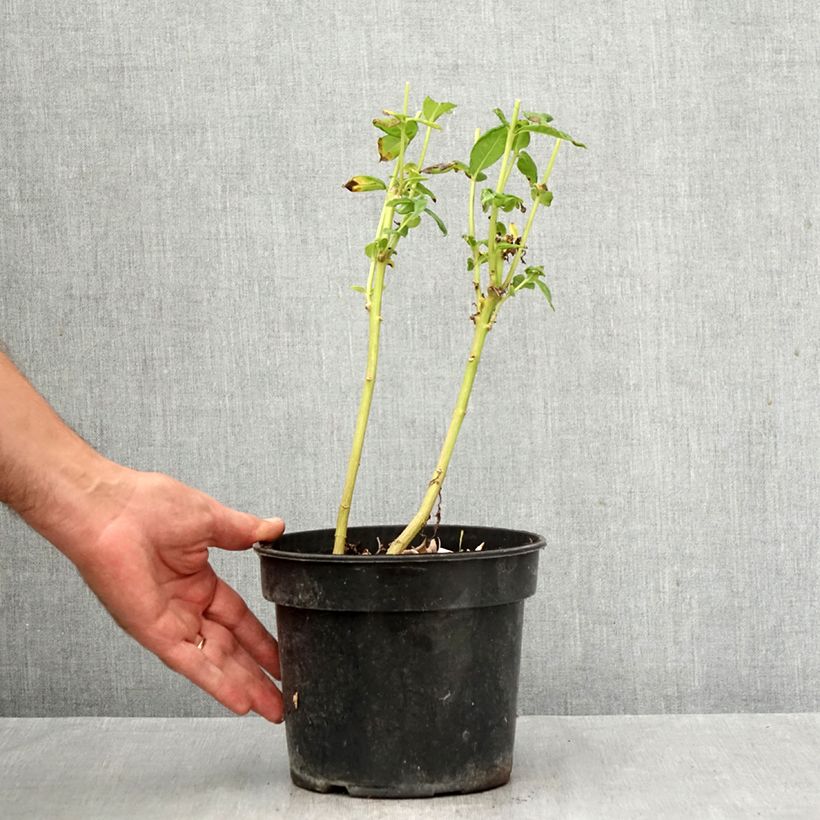 Exemplaar van Phlox paniculata Younique Wit - Vlambloem Pot van 2 l/3 l zoals geleverd in de herfst