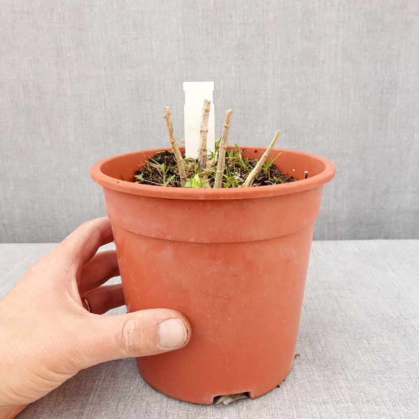 Exemplaar van Phlox paniculata Younique Wit - Vlambloem Pot van 2 l/3 l zoals geleverd in de lente