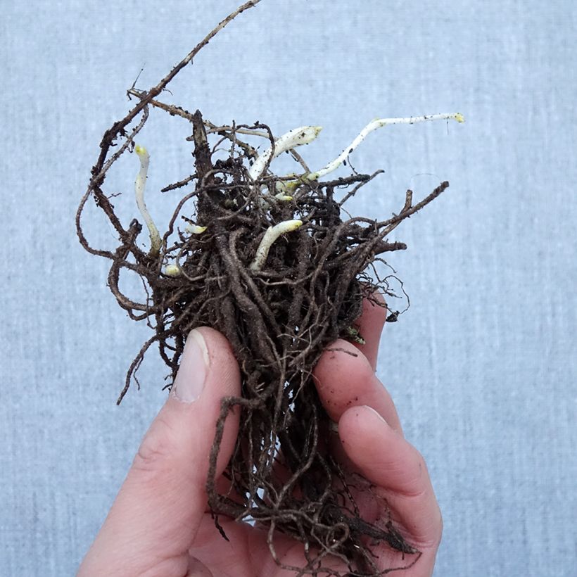 Exemplaar van Phlox paniculata Younique Wit - Vlambloem Naakte wortel zoals geleverd in de winter