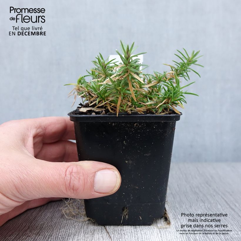Exemplaar van Phlox subulata Atropurpurea - Kruipende vlambloem Kweekpotje van 8/9 cm zoals geleverd in de herfst