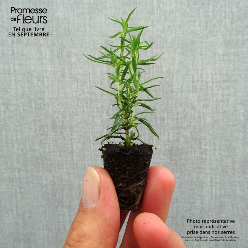 Exemplaar van Phlox subulata Atropurpurea - Kruipende vlambloem Mini-mot Ø 3/4 cm zoals geleverd in de herfst