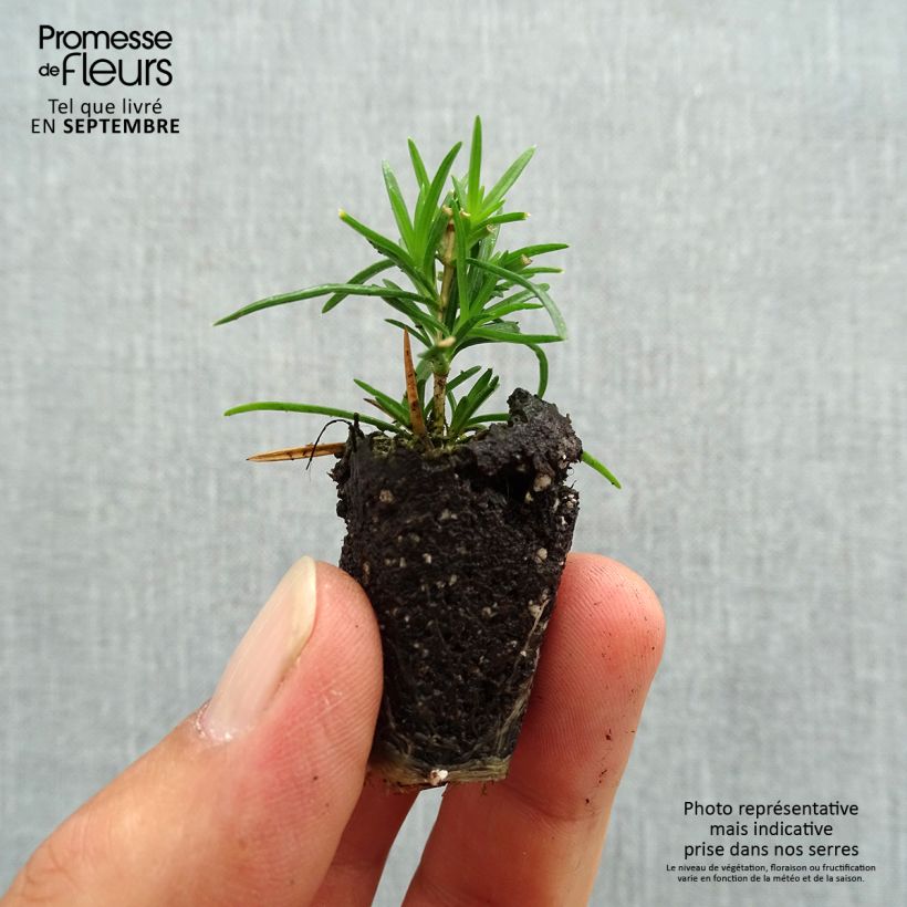 Exemplaar van Phlox subulata Emerald Cushion Blue - Kruipende vlambloem Mini-mot Ø 3/4 cm zoals geleverd in de herfst