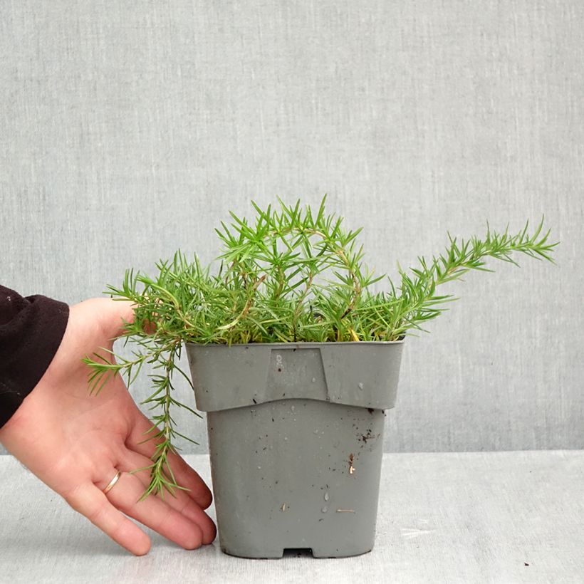 Exemplaar van Phlox subulata Emerald Cushion Blue - Kruipende vlambloem Pot van 2 l/3 l zoals geleverd in de herfst