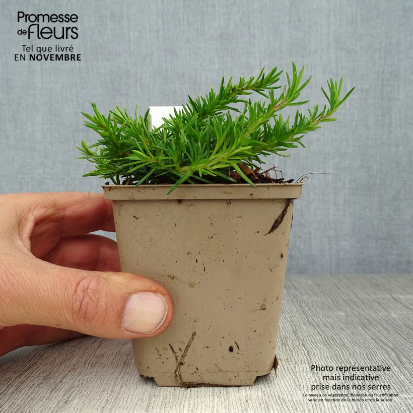 Exemplaar van Phlox subulata McDaniel's Cushion - Kruipende vlambloem Kweekpotje van 8/9 cm zoals geleverd in de herfst