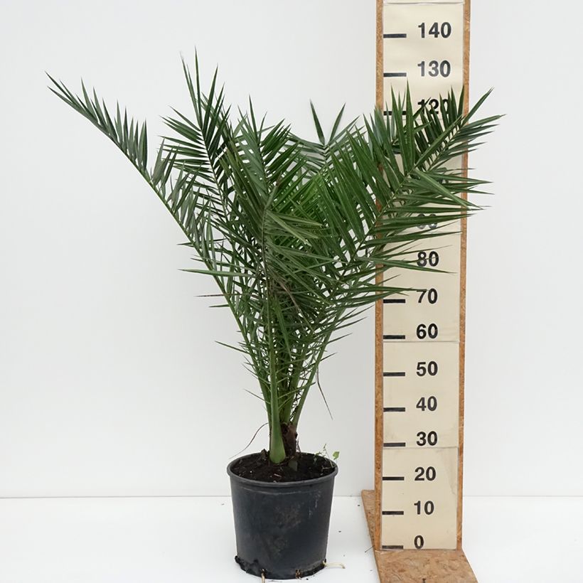 Exemplaar van Phoenix canariensis - Canarische dadelpalm Pot van 12 l/15 l zoals geleverd in de herfst