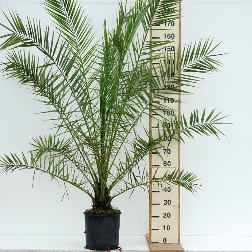 Exemplaar van Phoenix canariensis - Canarische dadelpalm Pot van 12 l/15 l zoals geleverd in de zomer
