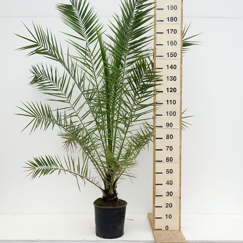 Example of Phoenix canariensis - Canarische dadelpalm Pot van 12 l/15 l as you get in printemps