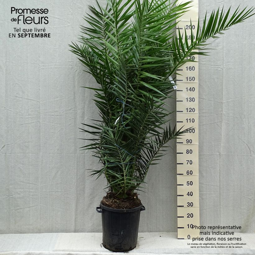 Exemplaar van Phoenix canariensis - Canarische dadelpalm Pot van 30L/35L zoals geleverd in de herfst