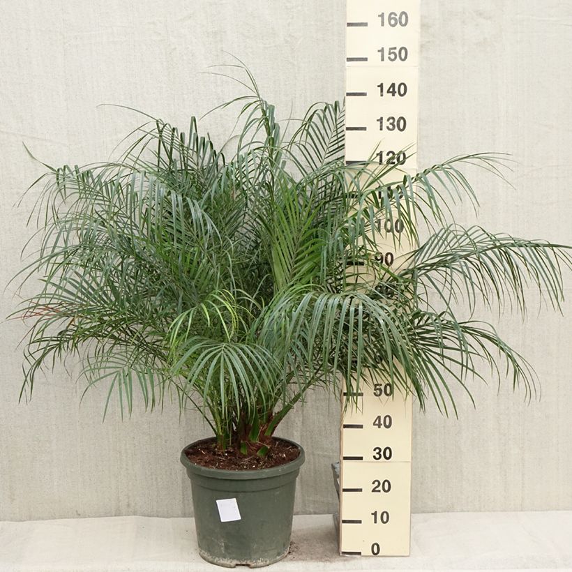 Example of Phoenix roebelinii - Dwergdadelpalm Pot van 20 l/25 l as you get in printemps