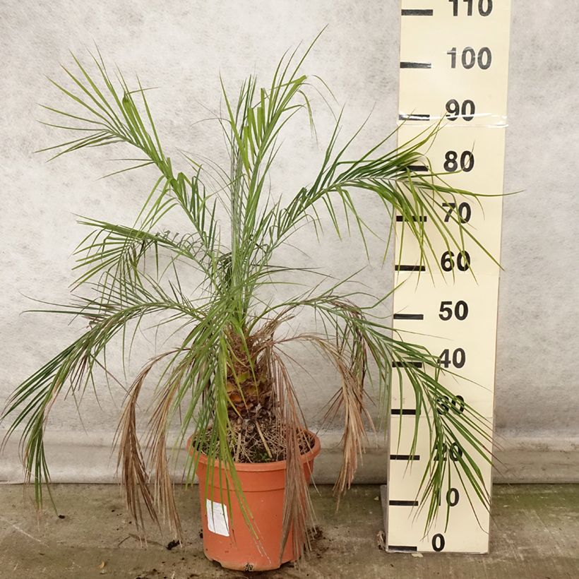 Exemplaar van Phoenix roebelinii - palmier dattier nain Pot de 7,5L/10L zoals geleverd in de herfst