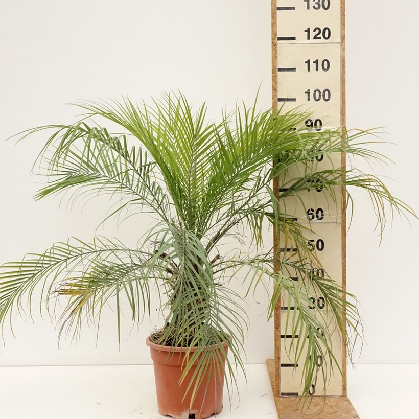 Exemplaar van Phoenix roebelinii - Dwergdadelpalm Pot van 7,5 l/10 l zoals geleverd in de zomer