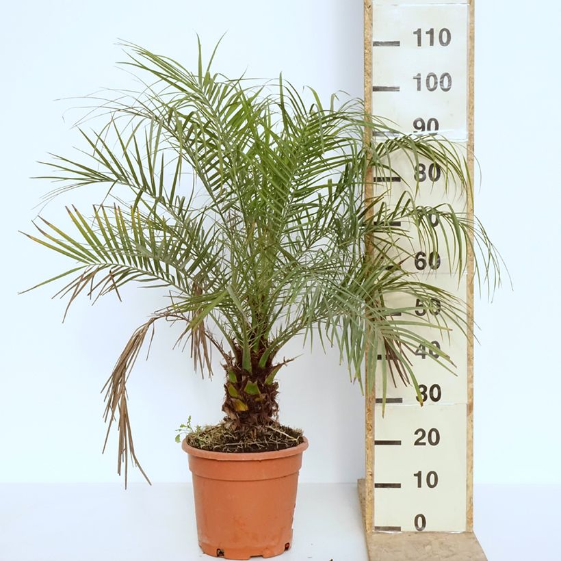 Example of Phoenix roebelinii - Dwergdadelpalm Pot van 7,5 l/10 l as you get in printemps