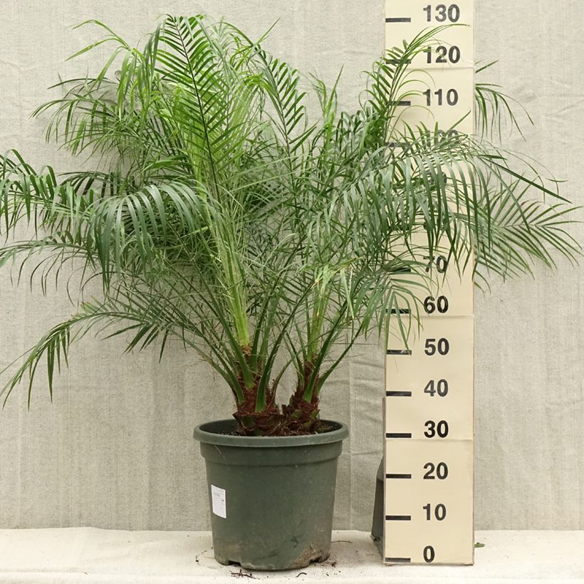 Exemplaar van Phoenix roebelinii - Dwergdadelpalm Pot van 20 l/25 l zoals geleverd in de zomer