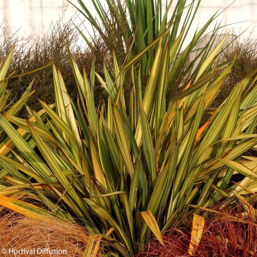 Phormium Apricot Queen - Nieuw-Zeelands vlas (Groeiplaats)