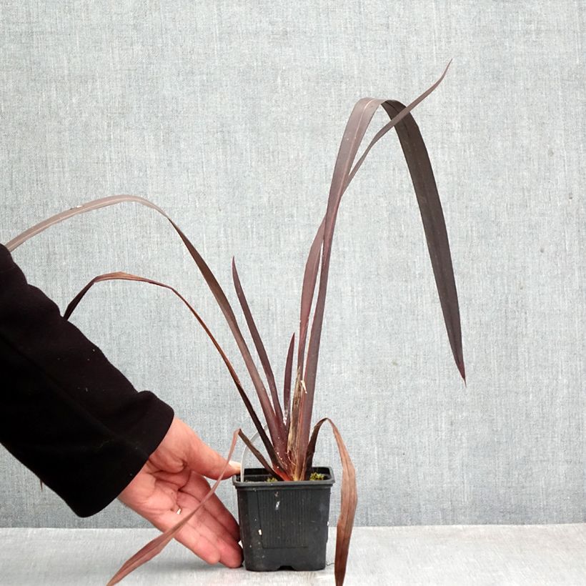 Exemplaar van Phormium tenax Black Velvet - Nieuw-Zeelands vlas Kweekpotje van 8/9 cm zoals geleverd in de herfst